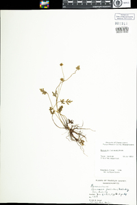 Ranunculus fascicularis image