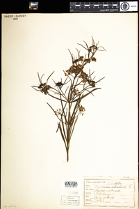 Asclepias verticillata image