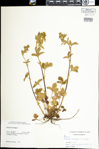 Potentilla norvegica image