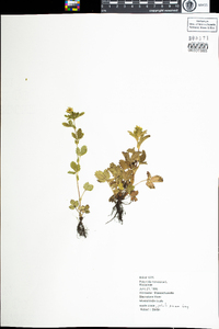 Potentilla norvegica image