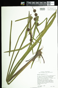 Sparganium americanum image