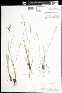 Juncus brevicaudatus image