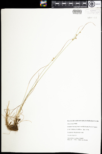 Juncus tenuis image