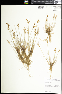 Juncus tenuis image