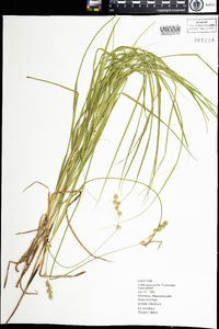 Carex argyrantha image