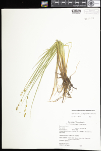 Carex canescens image