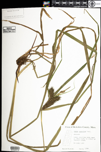 Carex lupulina image