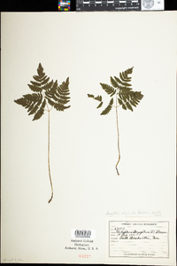 Gymnocarpium dryopteris image