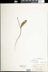 Ophioglossum pusillum image