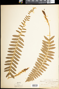 Polystichum acrostichoides image