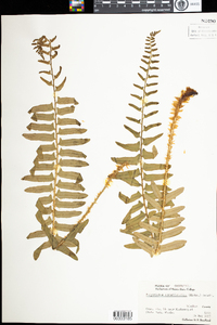 Polystichum acrostichoides image