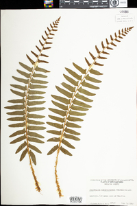 Polystichum acrostichoides image