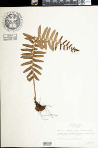 Polystichum acrostichoides image