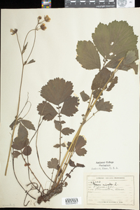 Geum rivale image