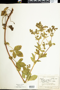 Potentilla norvegica image