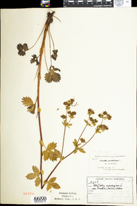 Potentilla norvegica image