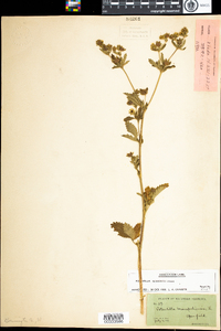 Potentilla norvegica image