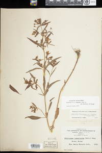 Lysimachia hybrida image