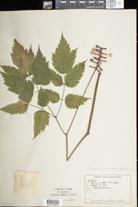 Actaea pachypoda image