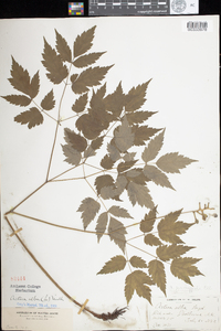 Actaea pachypoda image