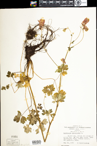 Aquilegia canadensis image