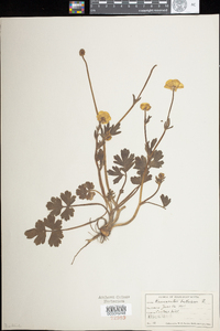 Ranunculus bulbosus image