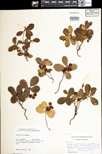 Gaultheria procumbens image