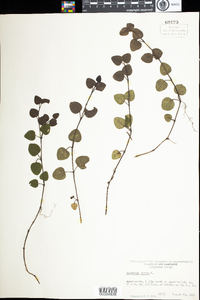 Mitchella repens image