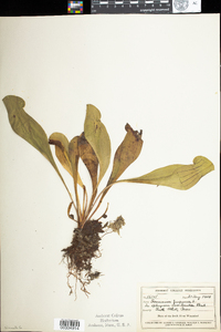 Sarracenia purpurea image