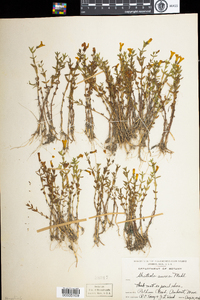 Gratiola aurea image