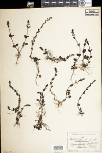 Veronica serpyllifolia var. humifusa image
