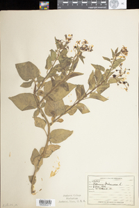 Solanum dulcamara image