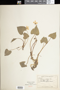 Viola cucullata image