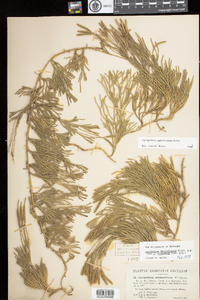 Lycopodium sabinifolium image