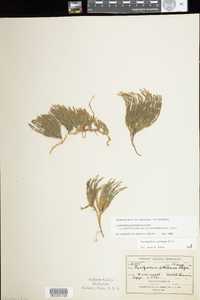 Lycopodium sitchense image