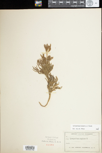 Lycopodium tristachyum image