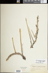 Image of Lycopodiella ×copelandii