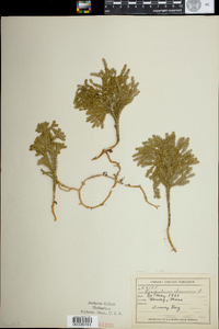 Lycopodium dendroideum image