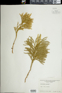 Lycopodium hickeyi image