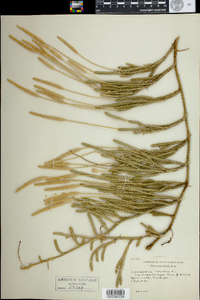 Lycopodium lagopus image