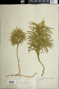 Lycopodium obscurum image