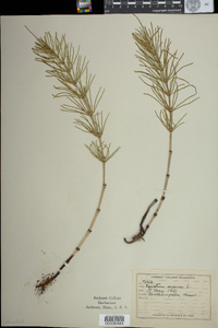 Equisetum arvense image