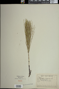 Equisetum arvense image