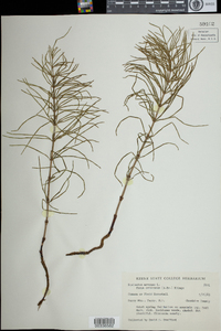 Equisetum arvense image