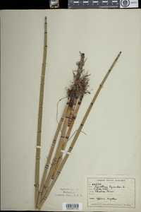 Equisetum hyemale image