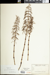 Equisetum sylvaticum image