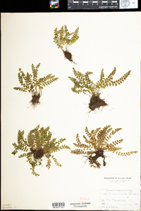 Asplenium trichomanes-ramosum image