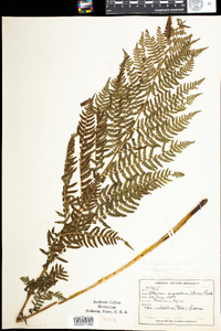 Athyrium filix-femina var. angustum image