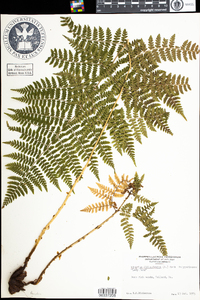 Athyrium filix-femina var. angustum image