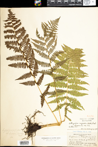 Athyrium filix-femina image